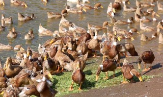 如何养鸭 怎样养鸭