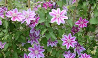 栽花发的句子 栽花发的句子有哪些