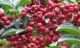 栽花椒技巧 怎么种植花椒树