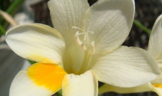 矮化白兰花方法 矮化白兰花方法是什么