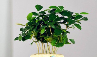 盆栽的收纳技巧 盆栽的收纳技巧是什么