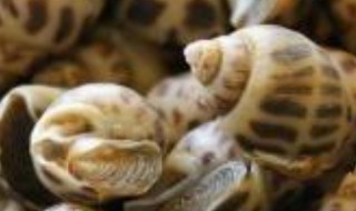 养螺蛳小技巧 养螺蛳的技巧及方法