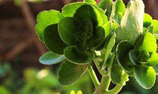 长寿花太细了怎么处理 长寿花太细怎么办