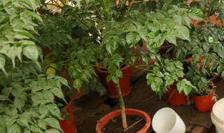 幸福树换盆了怎么处理 蔫了怎么办