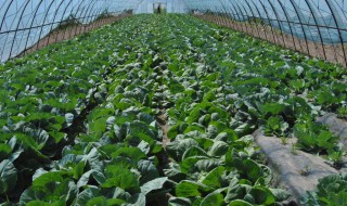 甘蓝种植时间和方法 甘蓝怎么种