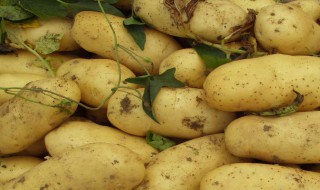马铃薯种植时间和方法 马铃薯种植时间和方法简述