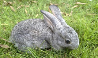 养肉兔最好的方法 如何养肉兔