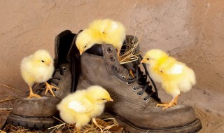 小鸡保温的正确方法 小鸡保温的正确方法是什么