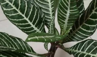 斑马花的修剪方法 需要怎么养殖呢