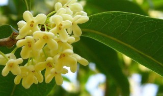 八月桂花香的诗句 八月桂花香的诗句精选