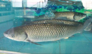 草鱼用什么鱼饵 草鱼鱼饵如何选择