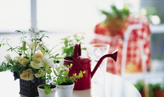 哪些花不能用啤酒喷 如何用啤酒浇花