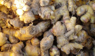 生姜如何保存不烂 让生姜保存不烂的方法