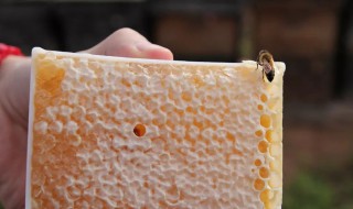 蜜蜂会在什么地方筑巢 蜜蜂介绍