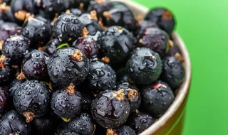 黑加仑是什么水果 黑加仑水果是什么