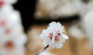杏花的气味是什么香味 杏花有什么香味