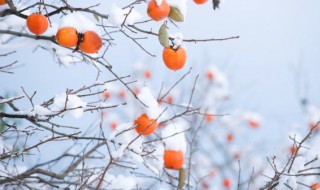 十二月简短美句文案 关于十二月简短美句文案有哪些