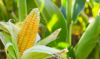 玉米地浇水最有效的方法 玉米地浇水最有效的方法是什么