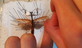 如何制作标本 制作标本方法