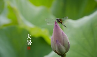 大暑养生饮食推荐 大暑养生饮食好的推荐