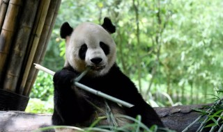 大熊猫擅长什么 大熊猫简介