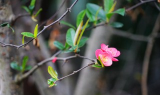 关于二月的句子有哪些 描写二月的优美句子有哪些