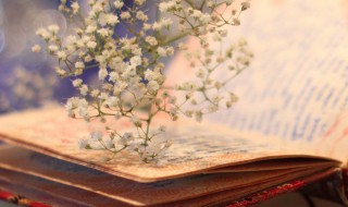 向日葵经典励志句子 向日葵正能量的经典句子