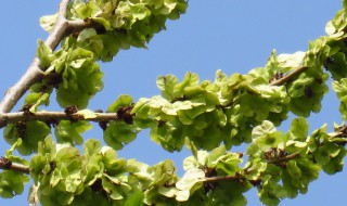 春天的榆树钱怎样储存 春天的榆树钱如何储存