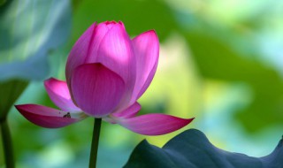 佛说莲花唯美句子 佛说莲花唯美句子有哪些