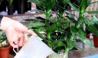 怎么样养富贵竹呢 如何养富贵竹