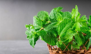 薄荷怎么扦插 薄荷扦插方法