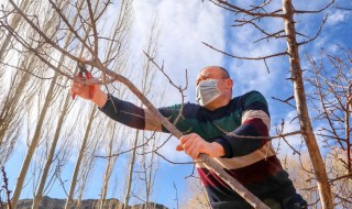 杏树嫁接需要注意什么 杏树嫁接需要注意什么问题