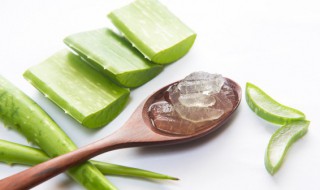 室内养什么花好 室内养什么花