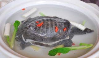 清炖甲鱼要注意什么 清炖甲鱼怎么做