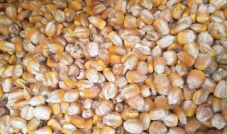 玉米怎样储存防止霉变 玉米储存防止霉变的方法