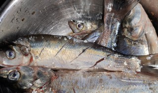 小翘嘴鱼怎么做好吃 怎么做小翘嘴鱼