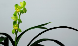 花中君子是指什么 花中君子介绍