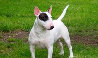 为什么不能养梗类犬 不能养梗类犬的原因分析