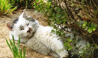 为什么野猫不能养 什么原因野猫不能养