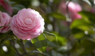 春夏秋冬的句子 描写四季的句子