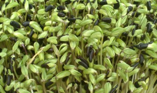 家庭黑豆苗的种植方法 家庭黑豆苗如何种植