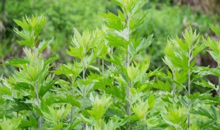 艾草怎样种植 艾草如何种植