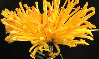 金光四射的意思是 金光四射的释义