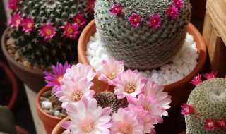 金琥仙人球不能随便养 为什么金琥仙人球不能随便养吗