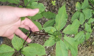 三七的种植时间和方法 三七如何种植