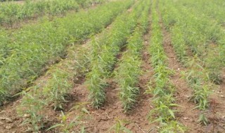 桃核种植方法 桃核如何种植