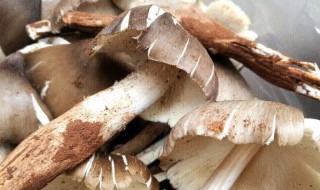 鸡枞菌种植方法 鸡枞菌种植方法是什么