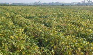 红小豆怎么种植方法 红小豆如何种植