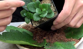 肉肉叶插方法和注意事项 肉肉叶插的方法介绍