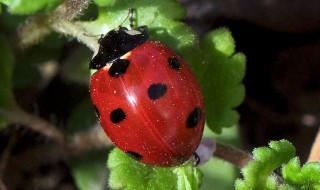 七星瓢虫简介 七星瓢虫简介是什么